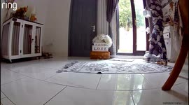Lovely pups waste no time rushing to check on human after she slips on wet floor
