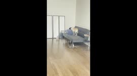 Sneak Attack From Lurking Cat