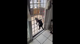 Imprisoned Kitten