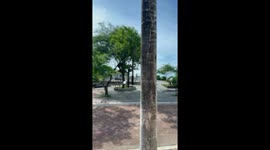 Dog Sits Tandem On Bike