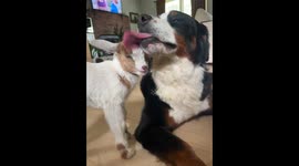 Bernese Mountain Dog Befriends Orphaned Goat