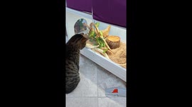 Cat Tries to Catch Albino Garter Snake