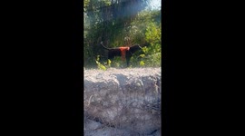 Barking Dog Squirts Water From Rear End