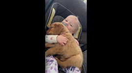 Squishy Hands Snuggle Golden Puppy