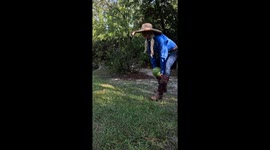 Dundee the saltwater croc obliterates watermelon in satisfying Gatorland smash