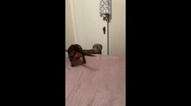 Older Dog Stoically Stares At Energetic Puppy