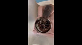 Baby Armadillo Tries Earthworms for the Very First Time