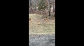 Yearling Fawn Tries To Befriend Chicken