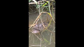 Young Crocodile Climbs on Patient Mother's Head
