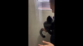 Timid Monkey Takes A Shower