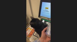 Cat Blocks Register At Supermarket Checkout