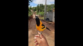 Venezuelan Troupial Sings