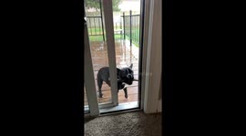 French Bulldog Determined To Get Stick Inside House