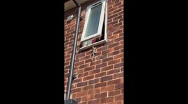 Man Brings a Squirrel Into His Apartment