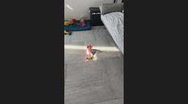 Dog's Toy Pooped