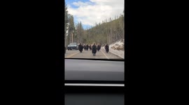 Bison jam! Yellowstone traffic comes to a hoof-stomping halt
