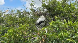Great Blue Heron in the brush at Wakodahatchee Wetlands nature reserve in Palm Beach County, Florida.