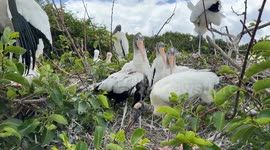 bird close up at Wakodahatchee Wetlands Nature reserve. Herons & Egrets, in natural habitat , feeding on the trees