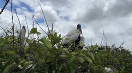 birds nesting in the trees at Wakodahatchee Wetlands Nature reserve Florida