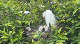 Great Egret watching over chicks nesting at wetlands nature reserve in Florida