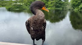 Duck resting in the boardwalk at wetlands nature reserve in Florida
