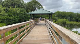Nature lovers enjoying a stroll along the Boardwalk at a Wetlands Nature reserve in Florida