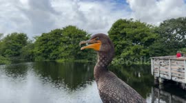 close up of duck at wetlands nature reserve in palm beach county Florida. enjoying the view and happy to be free