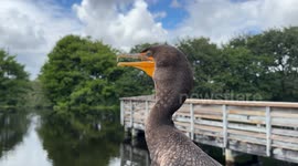 wildlife close up at wetlands nature reserve with lake in the background in palm beach county Florida