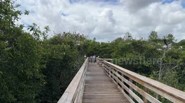 walkway into wetlands nature reserve with herons & egrets nesting in the trees