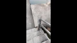 Passerby helps guide stranded dog in canal to safety