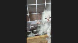 Kitten gets stuck trying to escape from cage