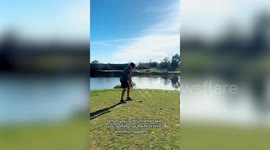 Golfer practicing swing accidentally hits bird