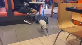 Ibis bird in Hungry Jacks, Sydney, Australia