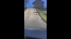 Under en bilfärd i södra Dalarna, By Kyrkby körde vi ikapp två grävlingar på en smal väg i närheten av Smedsbo. Dessa vägrade att väja från från vägen och stannade i stället för att slåss våldsamt samt att para sig, vilket mer liknade en djurisk våldtäkt.