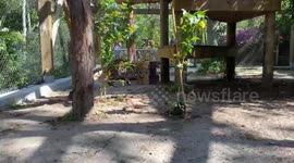 Amur Leopard Shows Off Leaping Skills With Box Enrichment at Central Florida Zoo