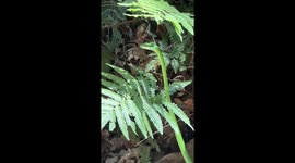 Parrot snake snatches frog in stunning Costa Rican encounter