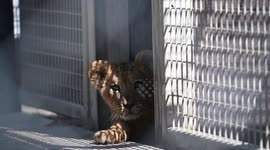 Newborn Barbary Lion Cubs At Safari Park In Czech Republic