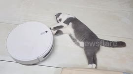 Wow! The cat is getting a head massage from the Robot Vacuum Cleaner and trying to play with it