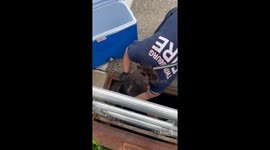 Firefighters Rescue Ducklings From Storm Drain, Reunite With Mom