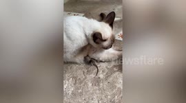Siamese cat breastfeeds mouse that wanders into living room