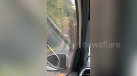Gentle elephant strolls on edge of road while cars stop