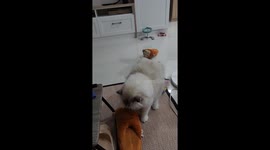 Confused pet cat drags her blanket around living room