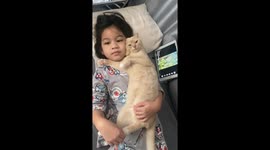 Pet kitten adorably cuddles toddler on bed