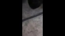 Trapped kitten rescued from inside car engine