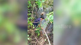 Kind shop owner climbs down river banks to save stray dog