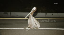 US, Los Angeles: Point Mugu Pelican Rescued From Highway by CHP Officers and Good Samaritans