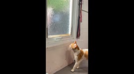 Cat Opens Window Latch and Sneaks Out
