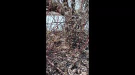 BUGS SWARM