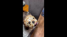 French Bulldog Gets a Delicious Disguise