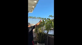 Wild parakeets flock to ‘Perico House’ for daily feasts of love in Dominican Republic